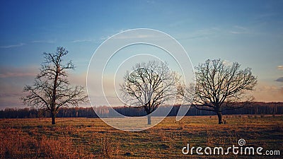 Large branched trees in the autumn evening Stock Photo