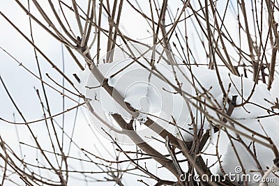 Large branches of a tree covered with snow. Stock Photo
