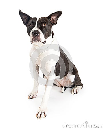 Large Breed Crossbreed Dog Black and White Stock Photo