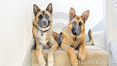 Large Breed Dogs Stock Photo