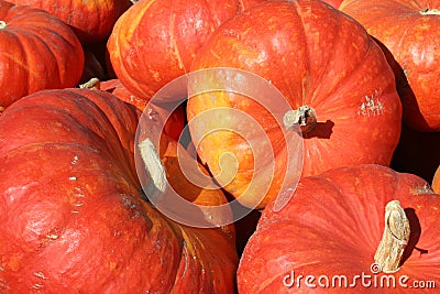 Large bright orange pumpkins, farmers market. Stock Photo