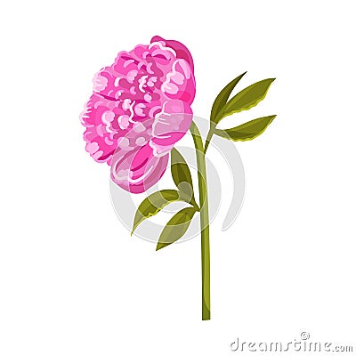 Large bright pink peony. Vector illustration on a white background. Vector Illustration