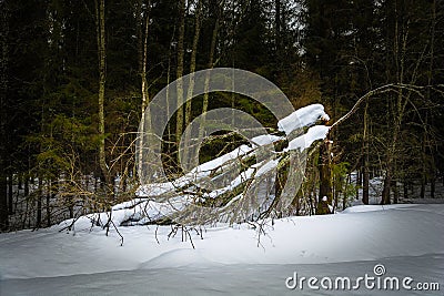 A large broken tree. Stock Photo