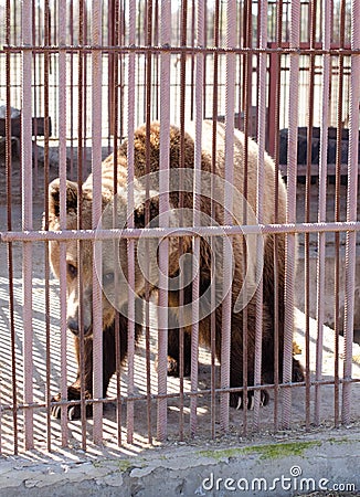 Large brown bear in a cage Stock Photo