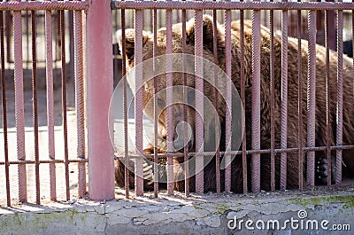 Large brown bear in a cage Stock Photo