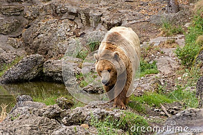 Large brown bear in nature Stock Photo