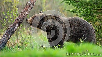 Large brown bear sniffing a tree and marking its territory in spring forest. Stock Photo