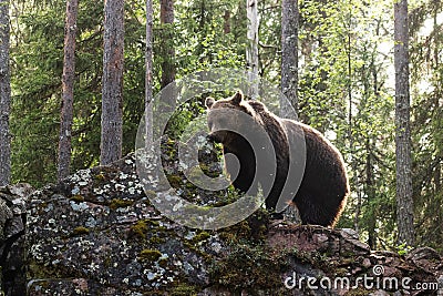 Large Brown bear, Ursus arctos sniffing a rock in summery Finnish taiga forest, Northern Europe. Stock Photo