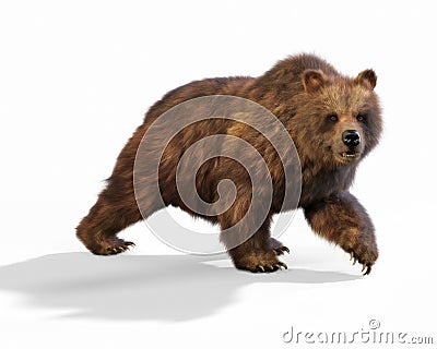 Large brown bear walking on an isolated white background. Stock Photo