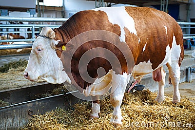 Large brown bull Stock Photo