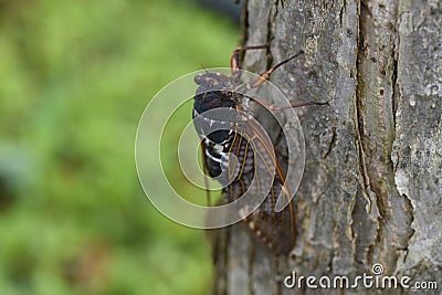 Large brown cicada Graptopsaltria nigrofuscata. Stock Photo