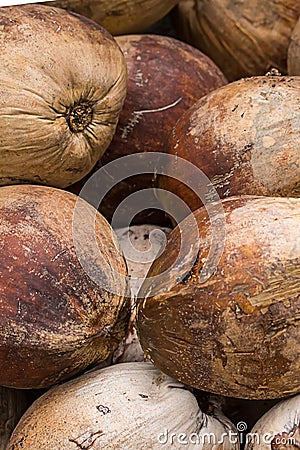 Large brown coconut weathered shabby close-up background flora base Stock Photo