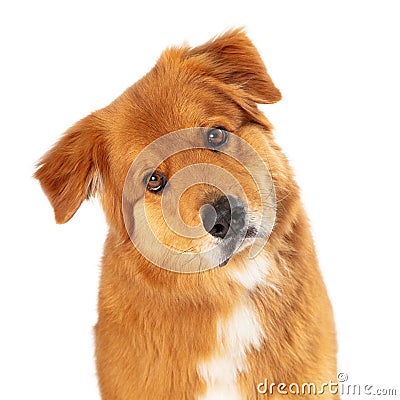 Large Brown Crossbreed Dog Tilting Head Stock Photo