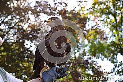 A large brown eagle sits on the ornithologist`s glove against a background of forest and foliage Stock Photo