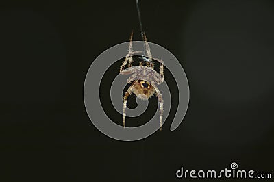 Large Brown Female Garden orb weaver Spider Family Araneidae, Genus: Eriophora Stock Photo