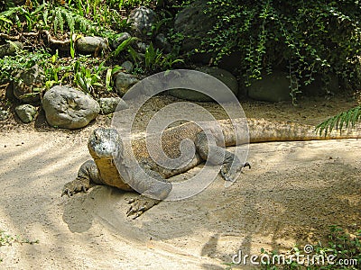 A large brown Komodo dragon basks in the sand in a bird park around tropical plants. Posing from a different look. Bali Stock Photo