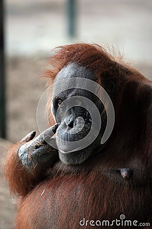 Large brown orangutan Stock Photo