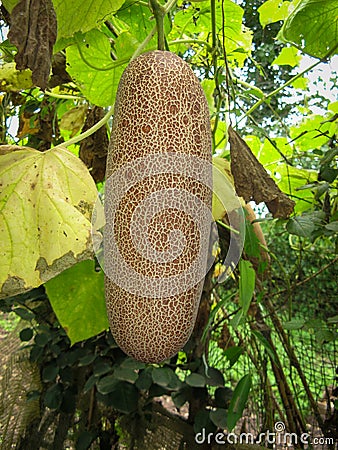 Large brown overripe cucumber on bush at summer Stock Photo