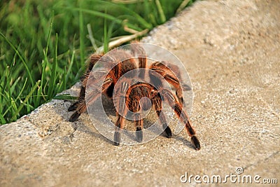 A large brown Rose Hair Tarantula crawling in the garden, Chile Stock Photo