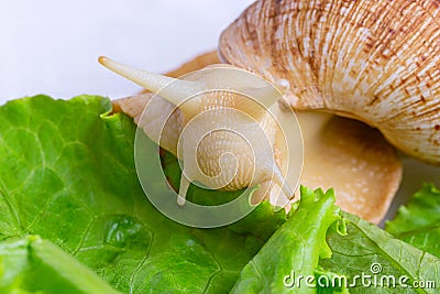 A large brown snail - ahaatin ahatina - giant African snail, Achatina fulica, Lissachatina fulica eat green leaves at home. close- Stock Photo