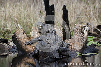 Large Bull American Alligator, Okefenokee Swamp National Wildlife Refuge Stock Photo