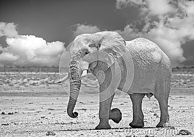 Large Bull Elephant Pachyderm walking across the dry plains in Etosha Stock Photo