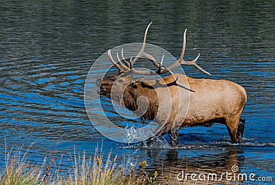 A Large Bull Elk Bugling from a Lake Stock Photo