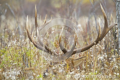 Large bull elk laying in a weed field Stock Photo