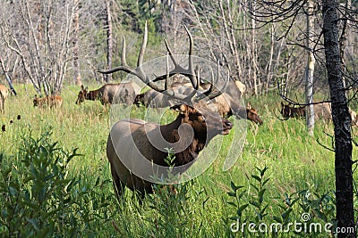 Large Bull Elk, Rocky Mountain National Park Stock Photo