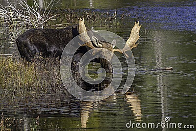 Large Bull Moose Feeding on Water Lilies in Autumn Stock Photo