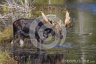 Large Bull Moose Feeding on Water Lilies in Autumn Stock Photo