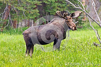 Large Bull Moose Stock Photo