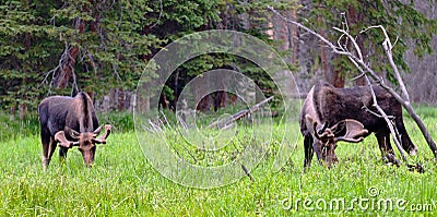 Large Bull Moose Stock Photo