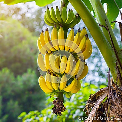 A large bunch of bananas grows on a tree. Stock Photo