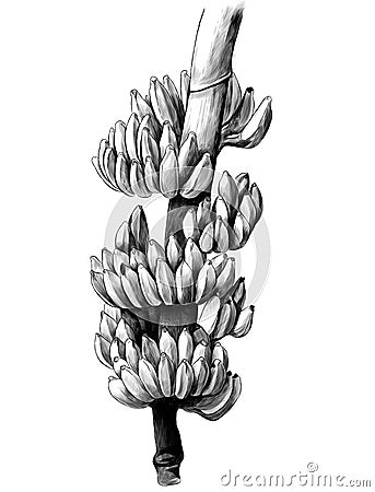 Large bunch of bananas on a thick branch Vector Illustration
