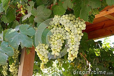 A large bunch of grapes Stock Photo