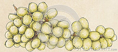 A large bunch of grapes Stock Photo