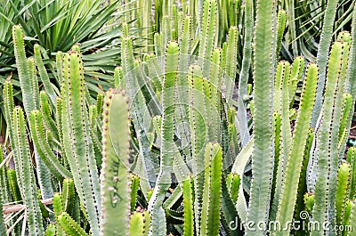 A large bunch of narrow green cactuses Stock Photo