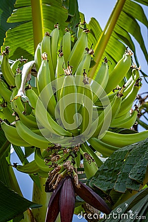 Large bunch of young green plantain on tree Stock Photo