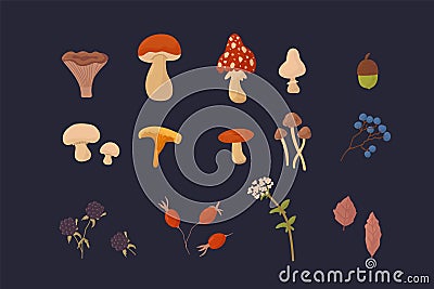 A large bundle of mushrooms and plants. Vector illustrations of Mushrooms, Berries, Flowers, Leaves. A collection of Vector Illustration