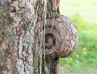 Large burl on a tree trunk Stock Photo