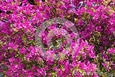 Large Bush with bright pink and red flowers Bougainvillea Stock Photo