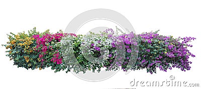 Large bush flower spreading shrub of purple, pink, yellow and red. Stock Photo