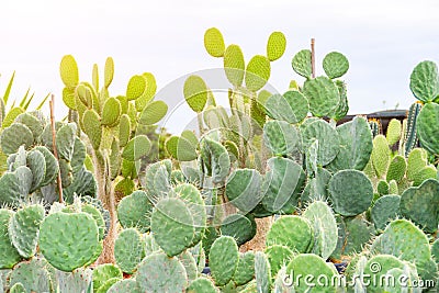 Large bush shaped different types opuntia plants in large grown garden center Stock Photo