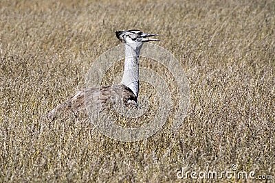 Large Bustard Ardeotis kori, in high grass in Etosha National Park, Namibia Stock Photo