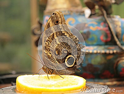 A large butterfly with dark wings and a pattern of circles in the garden. Stock Photo