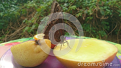 A large butterfly standing on some fruit Stock Photo