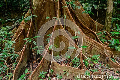 Large buttress roots tree in the tropical forest at Gunung Mulu national park. Sarawak Stock Photo