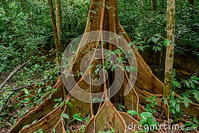 Large buttress roots tree in the tropical rainforest at Gunung Mulu national park. Sarawak Stock Photo