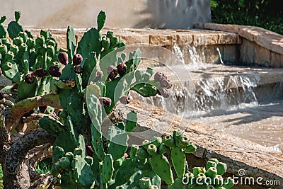 Large cacti with flat leaves and large spines grows next to the fountain. Close up Stock Photo